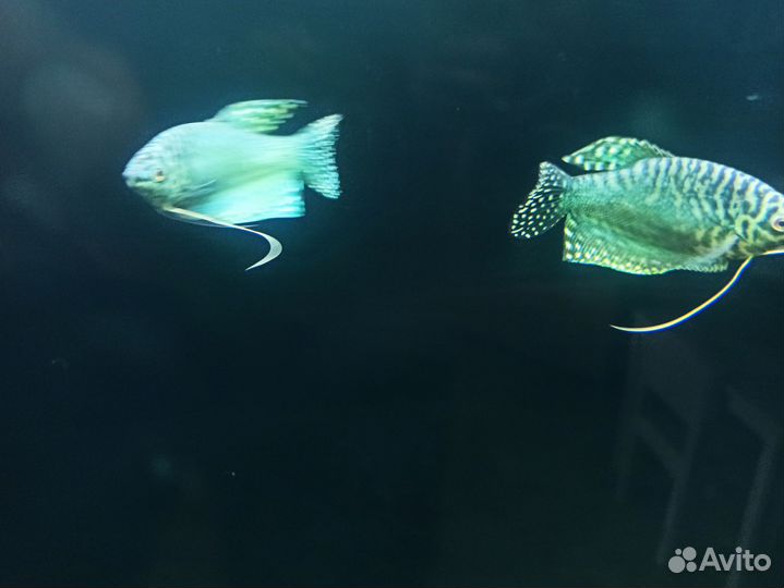 Рыбки гурами
