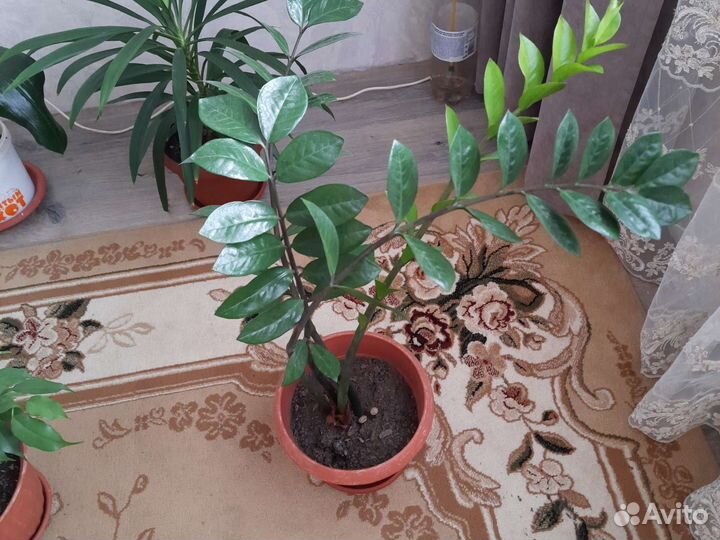 Комнатные растения