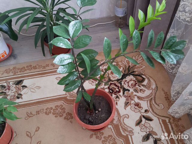 Комнатные растения