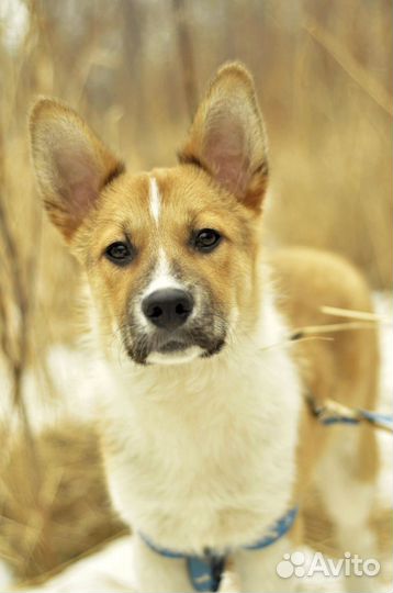 Метис американской акиты, 6 месяцев, в дар