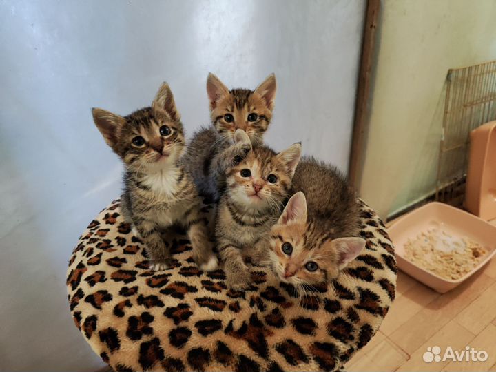 Котята девочки 1,5 месяца