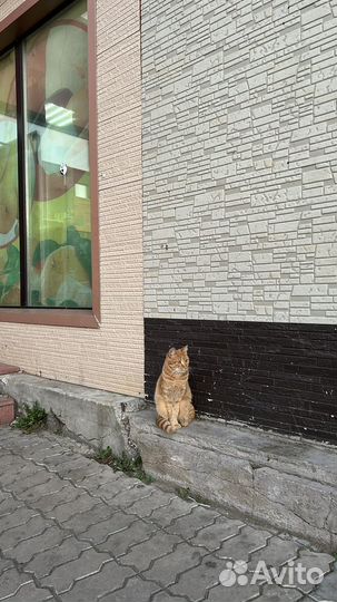 Кот в добрые руки