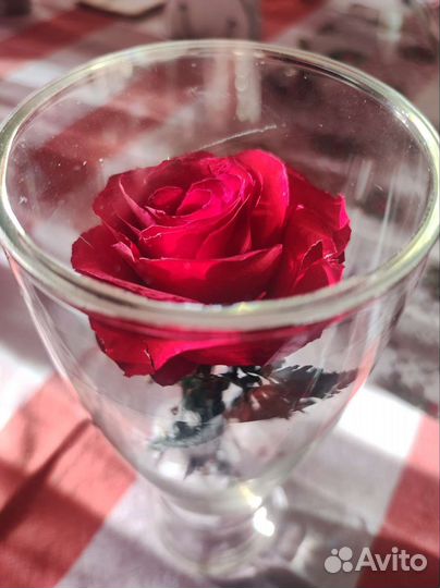 Живая роза в колбе