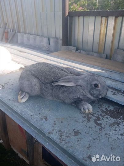 Кролики мясных пород