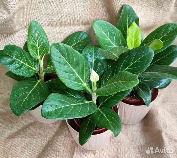 Фикус Комнатные растения Доставка растения