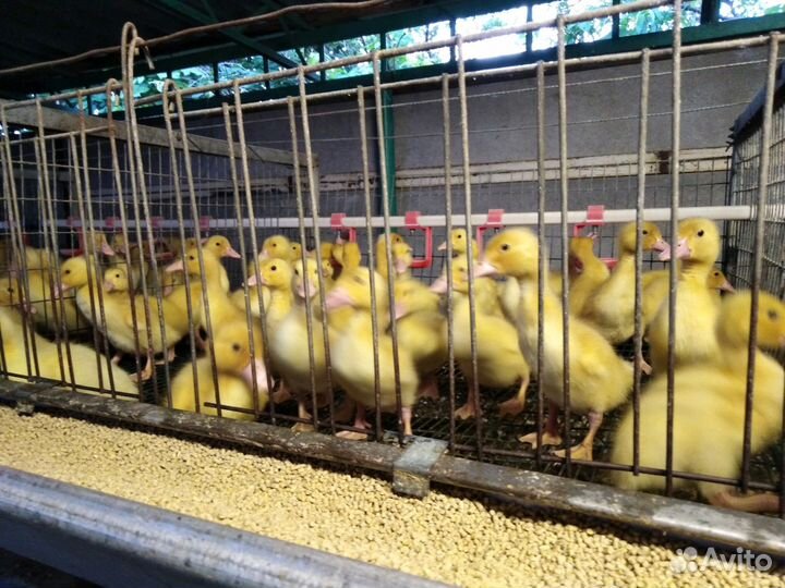 Утята ст5, старт 53