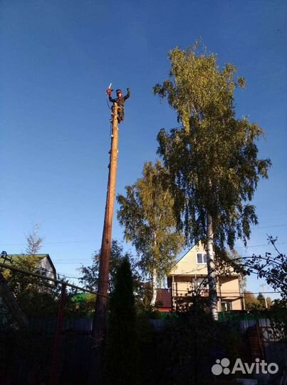 Спил деревьев