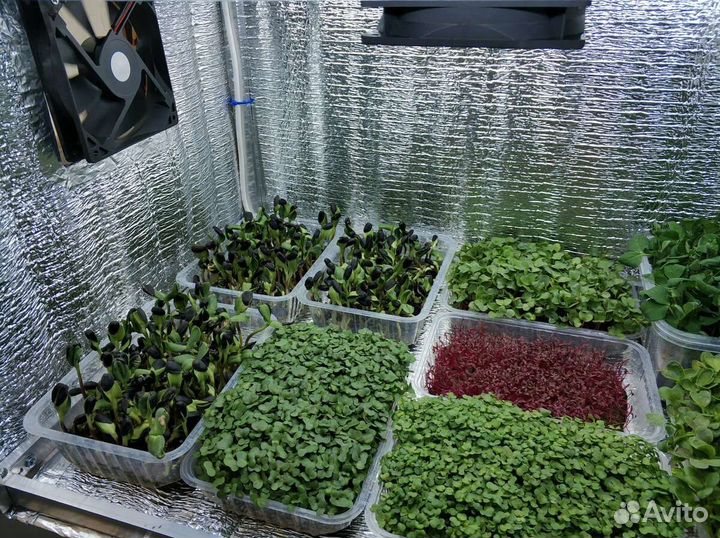 Микрозелень