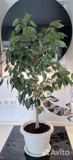 Фикусы/Драцена большие Twilait/Kinky/Danielle