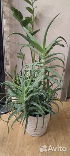 Алоэ лечебный