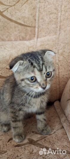 Кошка в дар бесплатно