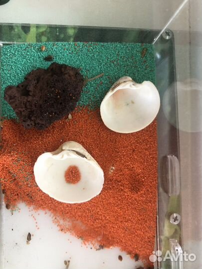 Муравьиная ферма без муравьев