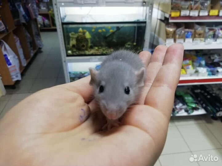 Передержка животных на время отпуска