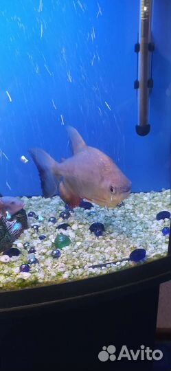 Пиранья рыба