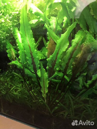 Криптокорина