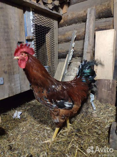 Петух, 8 месяцев