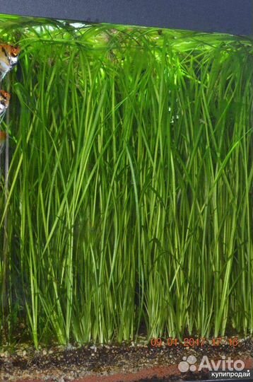 Живые растения для аквариума