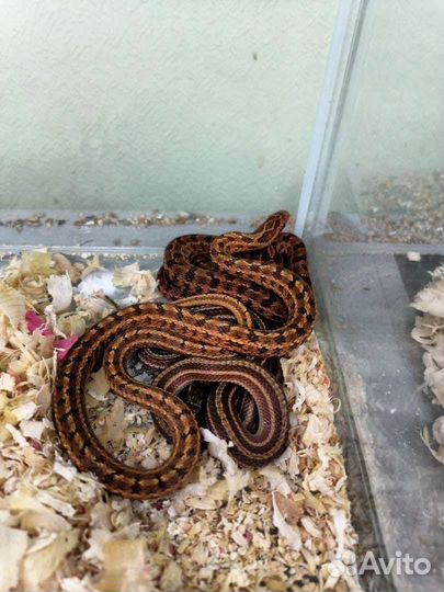 Узорчатый полоз