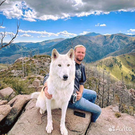 Огромные волкособы в арктическом типе