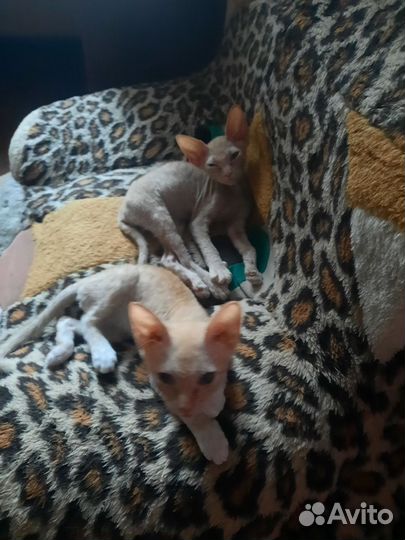 Донской сфинкс котёнок