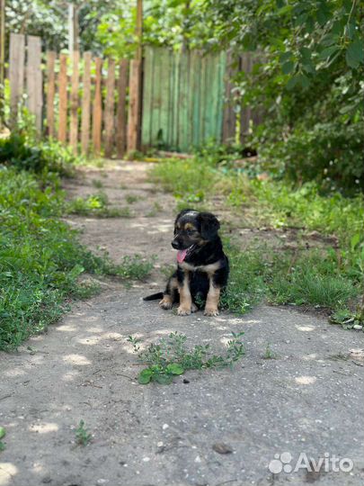 Русский спаниель