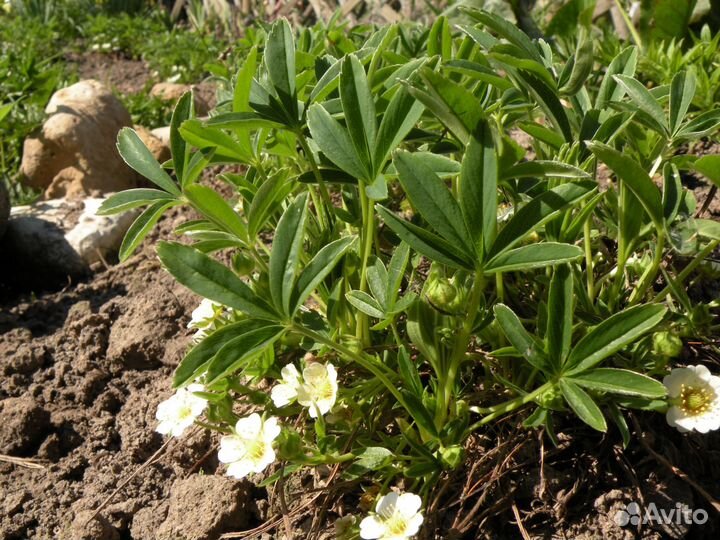 Лапчатка белая (Potentilla alba)