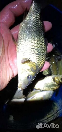 Карп малёк