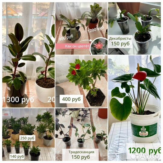 Комнатные цветы домашние растения цветы в кашпо