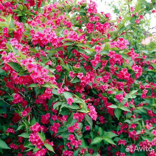 Вейгела Бристоль Руби