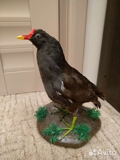 Птица чучело Петушок болотной курочки