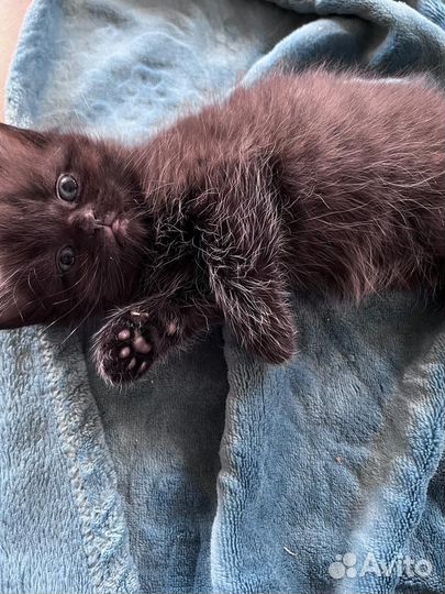 Котята бесплатно