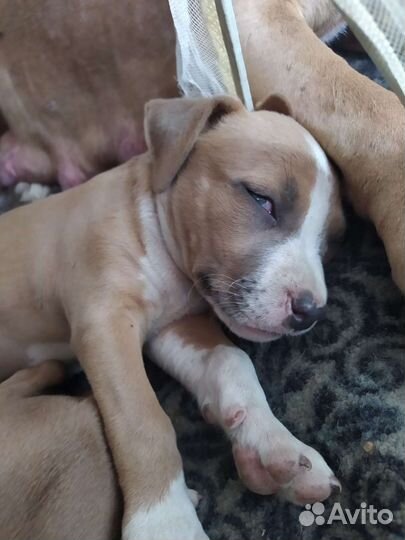 Щенки амстафф