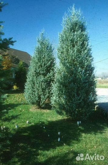 Можжевельник Мунглоу