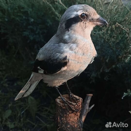 Чучело сорокопута
