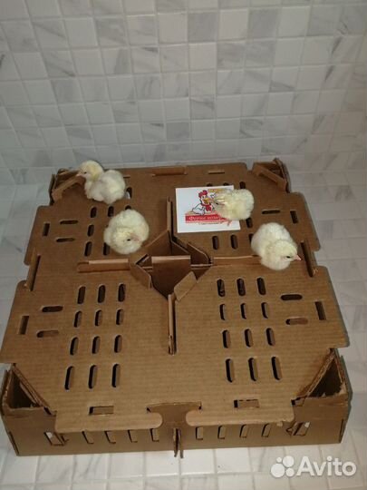 Бройлер Кобб 500, Росс 308