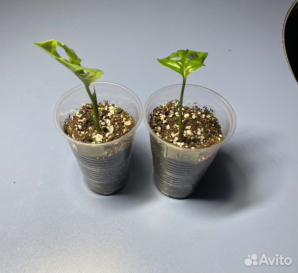 Монстера манки лиф