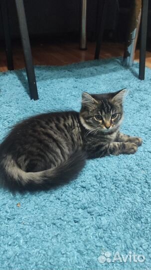 Отдам в добрые руки