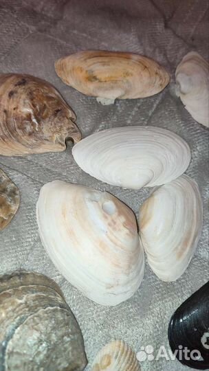 Морские ракушки