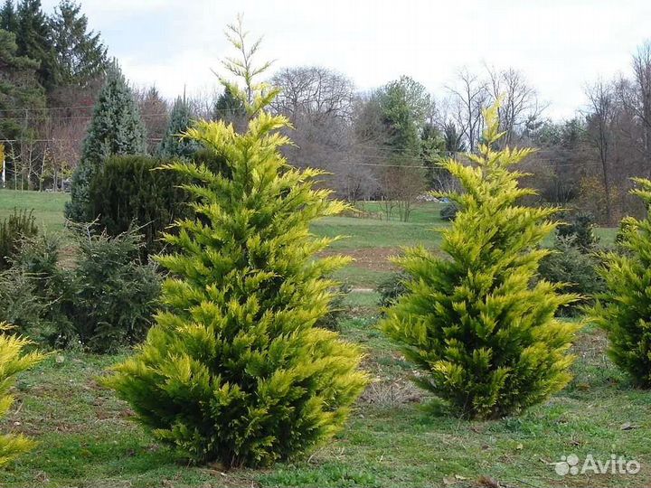 Куприсоципариус голд райдер (крым)