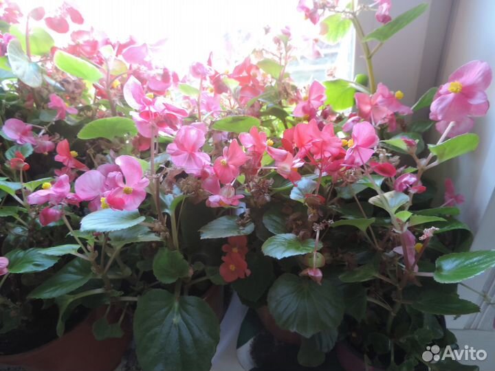 Бегония вечноцветущая в цвету