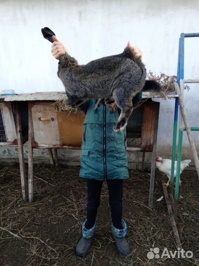 Продам кроликов