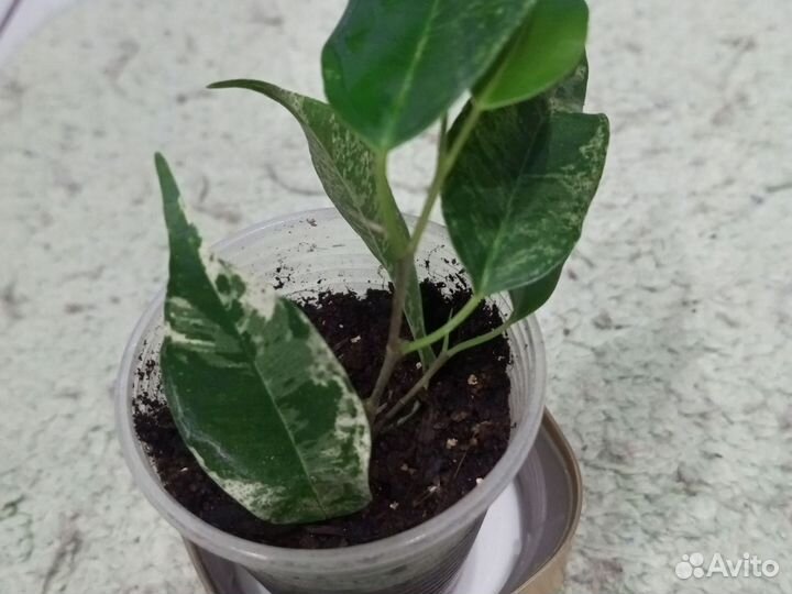 Фикус Эльдорадо, Кинке, Твилайт, Голден Моник