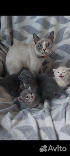 Тайские котята бесплатно