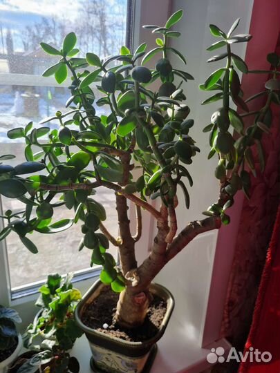 Денежное дерево