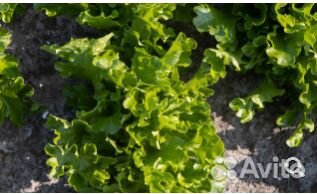 Семена Салата 