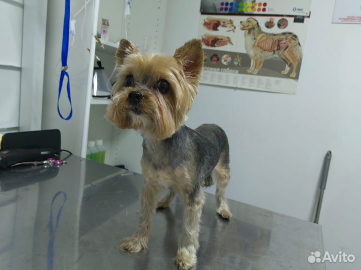 Стрижка кошек и собак