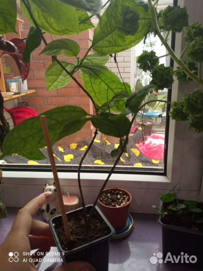 Клеродендрум томпсон