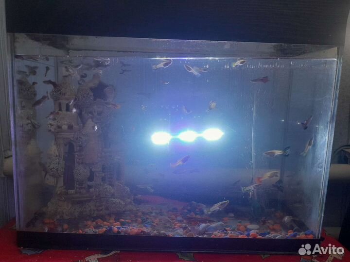 Продаю гуппи