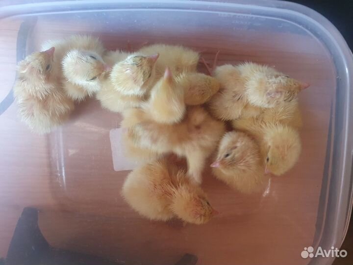 Перепелиные яйца инкубационные, перепелята