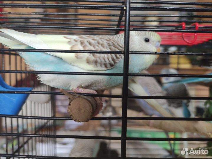 Волнистый попугай